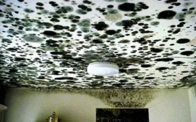 Mold Remediation