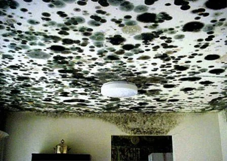 Mold Remediation